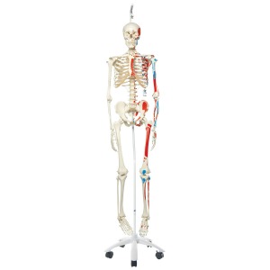 전신골격모형 (근육채색, 두정골스탠드 형) Skeleton Max A11/1 showing muscles A11/1 [1020174]