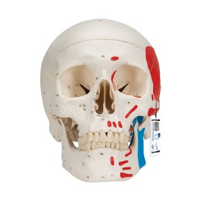 [특별할인] 채색된 두개골모형 3파트 분리형 Classic Human Skull Model painted 3 part A23 [1020168]