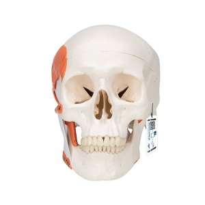 [특별할인] 저작근 기능 보여주는 측두하악골(TMJ) 두개골모형 2파트Human Skull Model A24 [1020169]