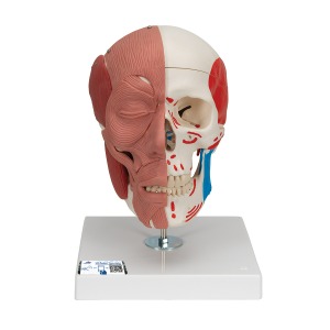 [특별할인] 안면 얼굴근육 포함 두개골모형 Skull with Facial Muscles A300 [1020181]