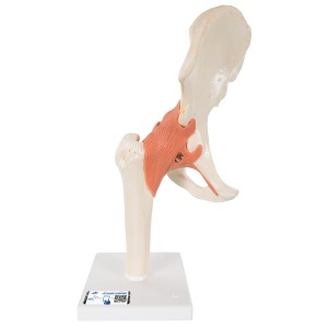 고급형 엉덩이관절(고관절) 모형 Deluxe Functional Hip Joint Model A81/1 [1000162]