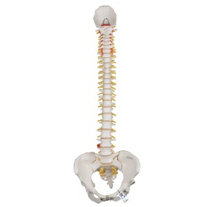 여성 골반이 있는 척추모형 Classic Flexible Spine Model with Female Pelvis A58/4 [1000124]