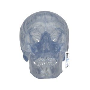 투명 두개골 모형 3파트 분리형 Transparent Classic Human Skull Model A20/T [1000051]