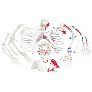 전신분리골격 모형 (근육채색, 3부분 두개골)  Disarticulated Full Human Skeleton, painted muscles, with 3 part skull A05/2 [1020158]