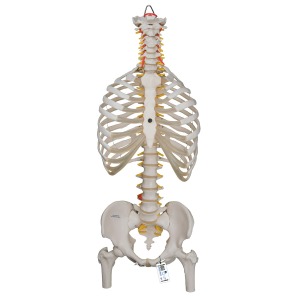 유연한 척추 모형, 흉곽 대퇴골 포함 Classic Flexible Spine Model with Ribs and Femur Heads A56/2 [1000120]