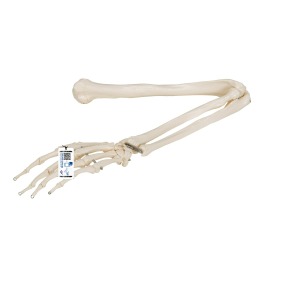 팔 골격 모형 Arm Skeleton A45 [1019371]