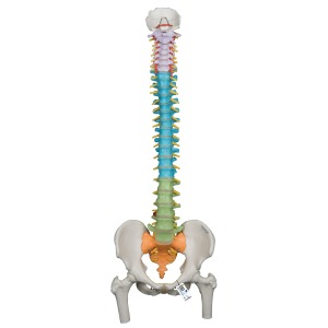 대퇴골두가 있는 교육용 척추모형 Didactic Flexible Spine Model with Femur Heads A58/9 [1000129]