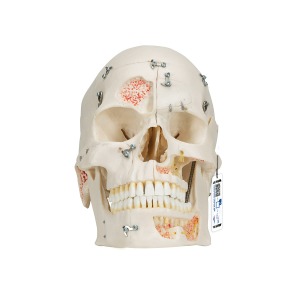 [특별할인] 치아구조 갖춘 두개골 모형 10파트 분리형 Deluxe Human Demonstration Dental Skull Model 10 part A27 [1000059]
