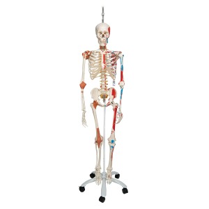 [특별할인] 전신골격 모형 “Sam&quot; Skeleton Sam - Luxury version on a metal hanging stand with 5 casters A13/1 [1020177]