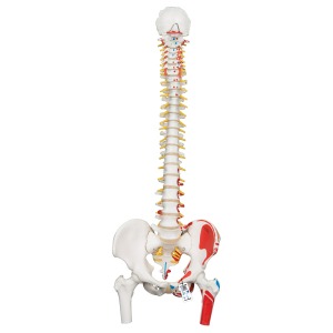 [특별할인] 근육부분 채색 대퇴골 포함 기본형 척추모형 Classic Flexible Spine Model with Femur Heads A58/3 [1000123]