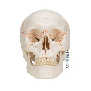 숫자 기재된 두개골모형 3파트 분리형 Numbered Human Classic Skull Model 3 part A21 [1020165]