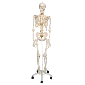유연한 전신 골격 모형 &quot;Fred&quot; (손발을 와이어로 고정) Flexible Human Skeleton A15 [1020178]