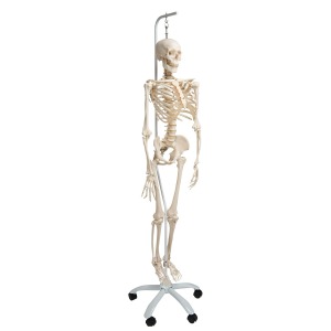 [특별할인] 전신골격모형 “Phil&quot; Skeleton Phil, the physiological skeleton on a metal hanging stand with 5 casters A15/3 [1020179]