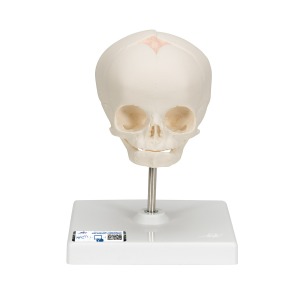 임신 30주째 태아 두개골(머리뼈)모형, 받침대포함 Foetal Skull Model, natural cast, 30th week of pregnancy, on stand A26 [1000058]