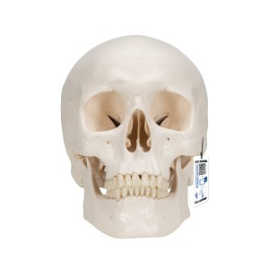 뇌 포함된 두개골 모형, 5파트 분리형 Classic Human Skull Model with 5 part Brain A20/9 [1020162]