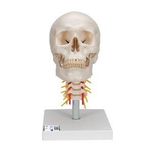 경추에 연결된 두개골 모형 4파트 분리형 Human Skull Model on Cervical Spine 4 part A20/1 [1020160]