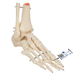 경골 비골이 포함된 발 골격 모형 Foot and Ankle Skeleton A31 [1019357]