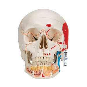 [특별할인] 하악 노출 채색된 두개골모형 3파트 분리형 Classic Human Skull Model with Opened Lower Jaw A22/1 [1020167]
