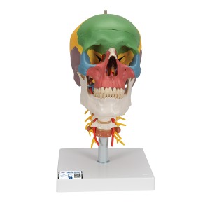 교육용 경추 포함 채색된 두개골 모형, 4파트 Didactic Human Skull Model on Cervical Spine, 4 part A20/2 [1020161]