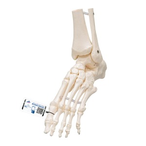 느슨한 발 골격 관절 모형 Loose Foot and Ankle Skeleton A31/1 [1019358]