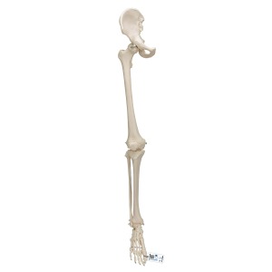 관골 포함한 다리 골격 모형 Leg Skeleton with hip bone A36 [1019366]