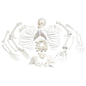 전신분리골격 Disarticulated Full Human Skeleton with 3 part skull A05/1 [1020157]