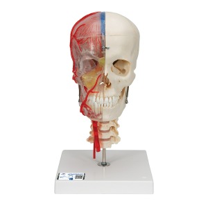 [특별할인] 반쪽은 투명 반쪽은 실제 뼈와 유사한 두개골 모형 뇌와 척추뼈 포함 BONElike™ Human Skull Model, Half Transparent &amp; Half Bony- Complete with  Brain and Vertebrae A283 [1000064]