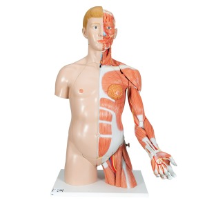 팔 근육이 있는 양성 상반신 모형 33 파트 Life-Size Dual Sex Human Torso Model with Muscle Arm, 33 part B42 [1000205]