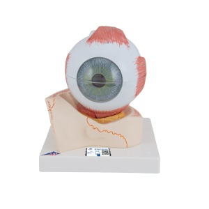 안구 모형 5배 확대 7파트  Human Eye Model, 5 times Full-Size, 7 part F11 [1000256]