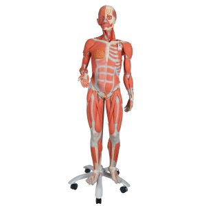 여성 전신 근육모형 (실제 인체의 3/4 크기) 23-파트, 3/4 Life-Size Female Human Muscle Model without Internal Organs on Metal Stand, 23 part B51 [1013882]