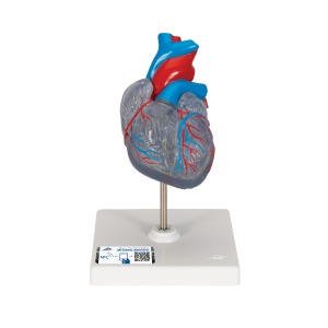 자극 전도 시스템이 있는 심장모형 2-파트 Classic Heart with Conducting System 2 part G08/3 [1019311]