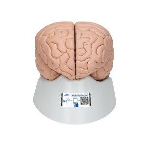 뇌 모형 8파트 분리 Brain Model 8 part C17 [1000225]