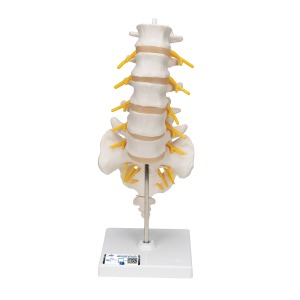 요추 모형 Lumbar Spinal Column A74 [1000146]