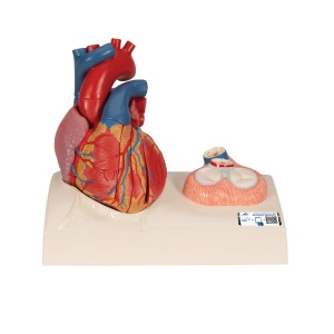 심장모형 Heart Model G01 [1010006]