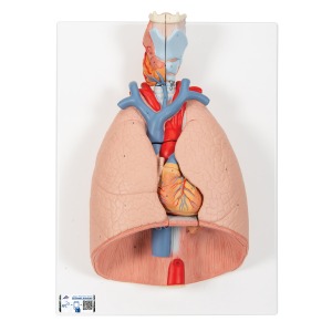 호흡기계모형(후두 및 폐 모형 7 파트 분리) Lung Model with larynx 7 part G15 [1000270]