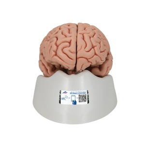 기본형 뇌모형 5-파트 Classic Brain 5-part C18 [1000226]