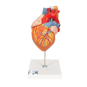 식도와 기관을 포함한 심장모형 실물 크기 2배 5 파트 분리 Heart with Esophagus and Trachea G13 [1000269]