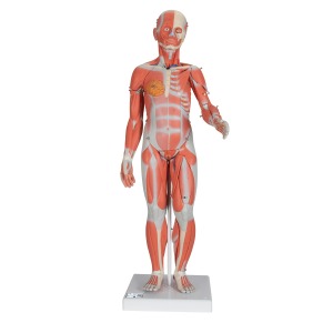 실물크기 1/2 여성 전신근육모형 21파트 분리 1/2 Life-Size Complete Human Female Muscle Figure, without Internal Organs, 21 part B56 [1019232]