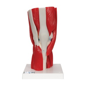 무릎관절(슬관절) 근육 모형 12파트 Knee Joint with Removable Muscles 12 part A882 [1000178]