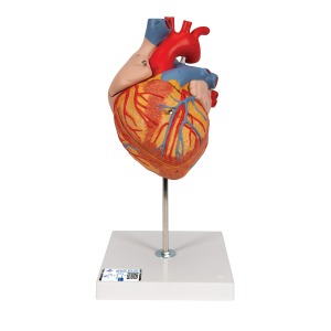 심장 모형 2배 확대 4 파트 분리 Heart 2-times life size 4 part G12 [1000268]