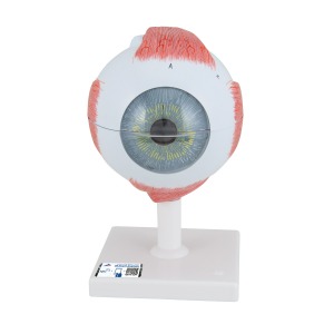 안구 모형 5배 확대 6파트 Human Eye Model, 5 times Full-Size, 6 part F10 [1000255]