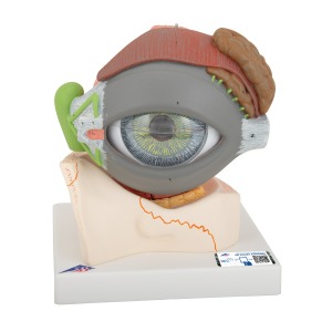 안구 모형 5배 확대 8파트  Human Eye Model, 5 times full-size, 8 part F12 [1000257]