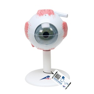 [특별할인] 소형 안구 모형 3배 확대 6파트  Human Eye Model, 3 times Full-Size, 6 part [1000259]