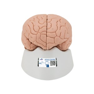 기본형 뇌 모형 2-파트 Introductory Brain Model 2 part C15/1 [1000223]