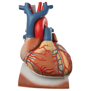 횡경막 위에 거치된 심장모형, 실제크기3배, 10-파트 Heart on Diaphragm, 3 times life size, 10 part VD251 [1008547]