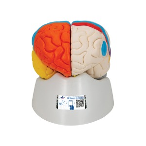 신경 해부학적 뇌모형 8-파트 Neuro-Anatomical Brain 8 part C22 [1000228]
