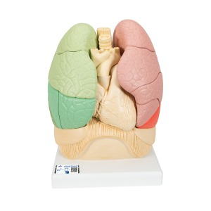 분리 폐 모형 Segmented Lung G70 [1008494]