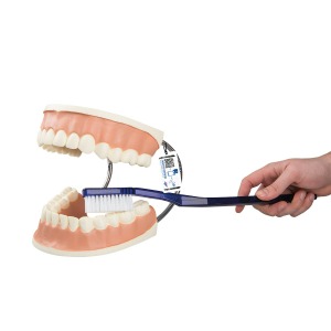 치아 관리 실습모형 3배 확대 Giant Dental Care Model 3 times life size D16 [1000246]