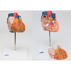 심장 모형 Heart Model 2-part G10 [1000267]