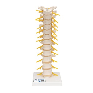 흉추 모델 Thoracic Spinal Column A73 [1000145]